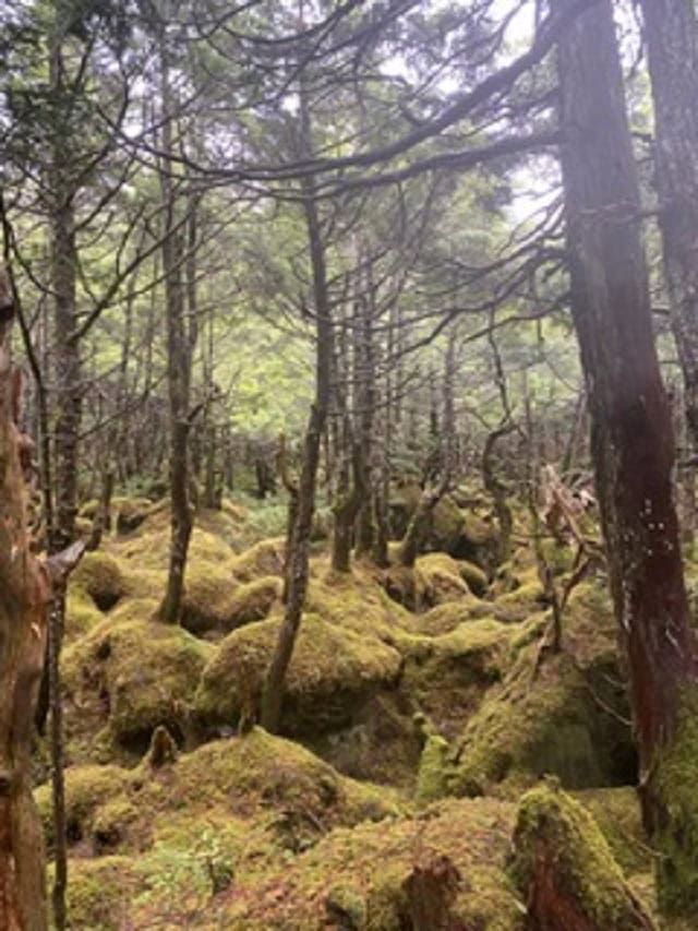 吉川千明さんの素敵ブログ。北八ヶ岳にあるもののけの森。