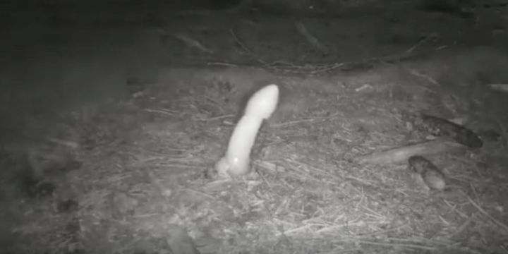 悪臭を放つ男性器のようなキノコの成長と腐敗の様子が撮影されました