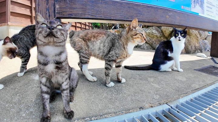 猫島で出迎えてくれた猫達