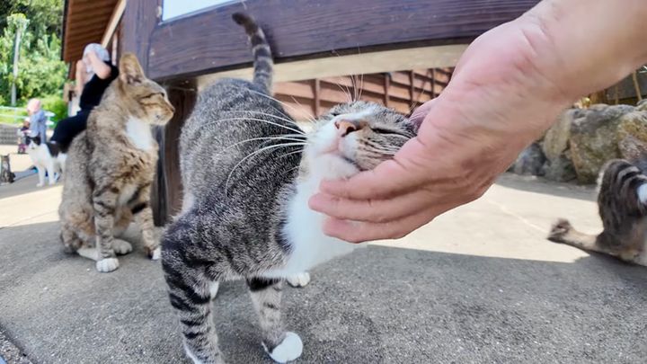 ナデナデされる猫