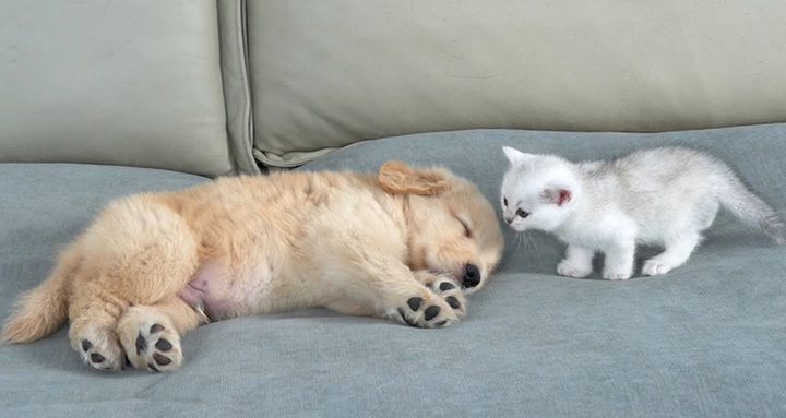 子犬が気になる子猫