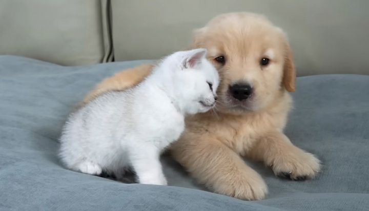 子犬に寄り添う子猫