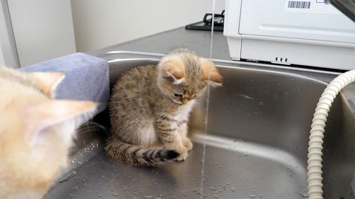 水が気になる子猫