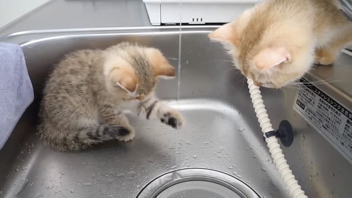 水を触る子猫