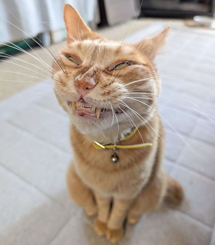 画像は＠purinlalaさんの投稿より、再掲