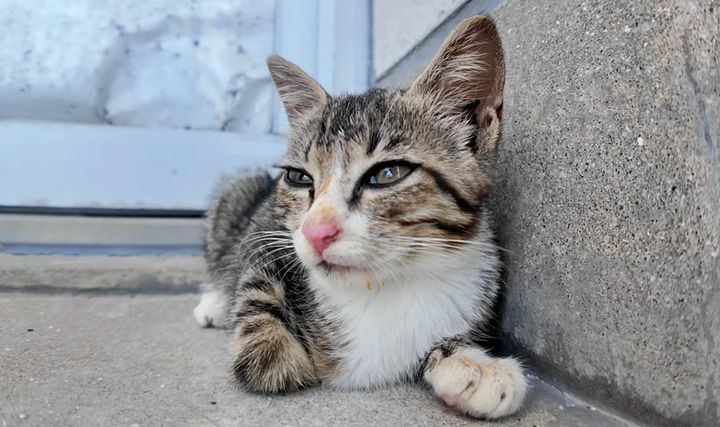 眠たそうな子猫