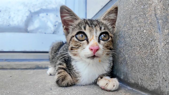 日陰で休む子猫