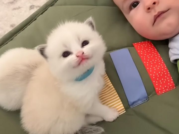 ボクたち友達だよ！」赤ちゃんと子猫が並んで過ごす姿が微笑まし