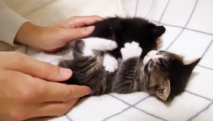 可愛い戦いをする子猫達