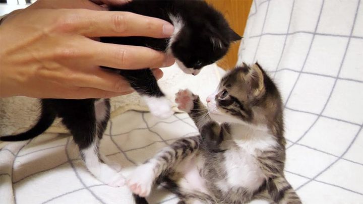 養育主さんに仲裁される子猫達