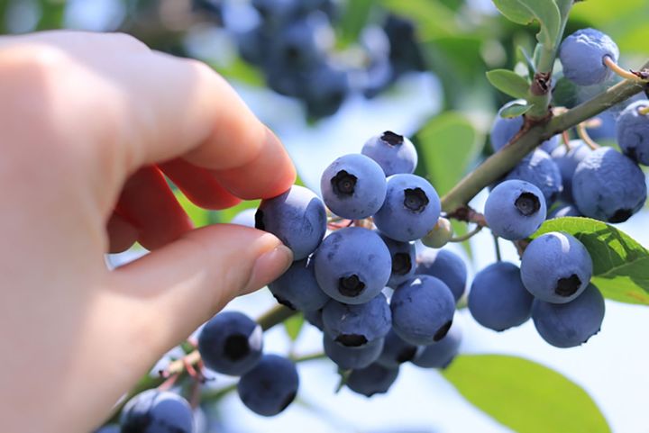 夏の味覚、ブルーベリー