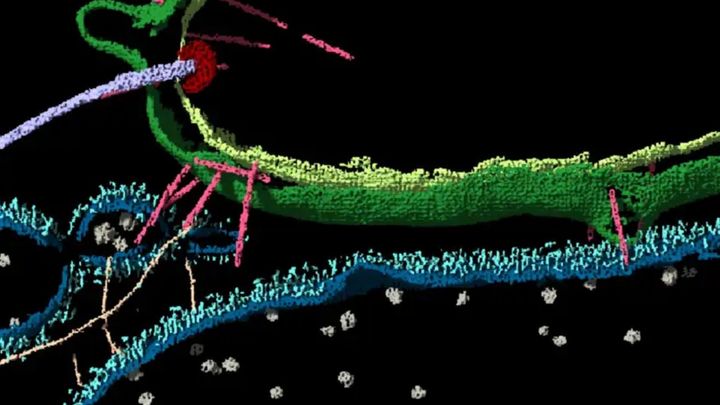 古細菌と細菌が連結している