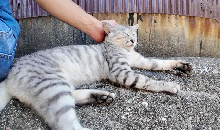 撫でられる猫
