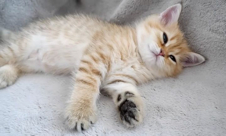 眠りに落ちる子猫