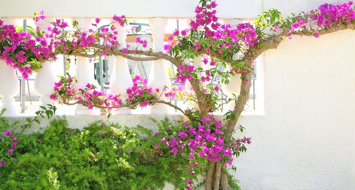 ブーゲンビリア