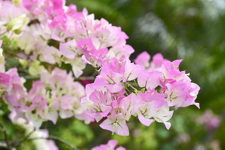 ブーゲンビリア‘ブライダルピンク’