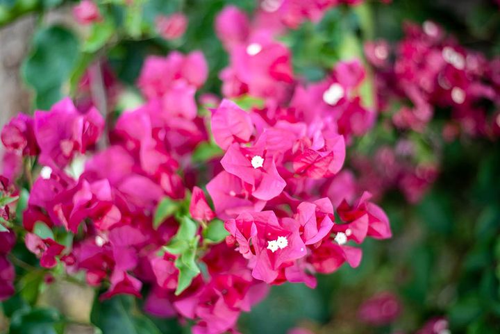 ブーゲンビリア‘サンデリアナ’