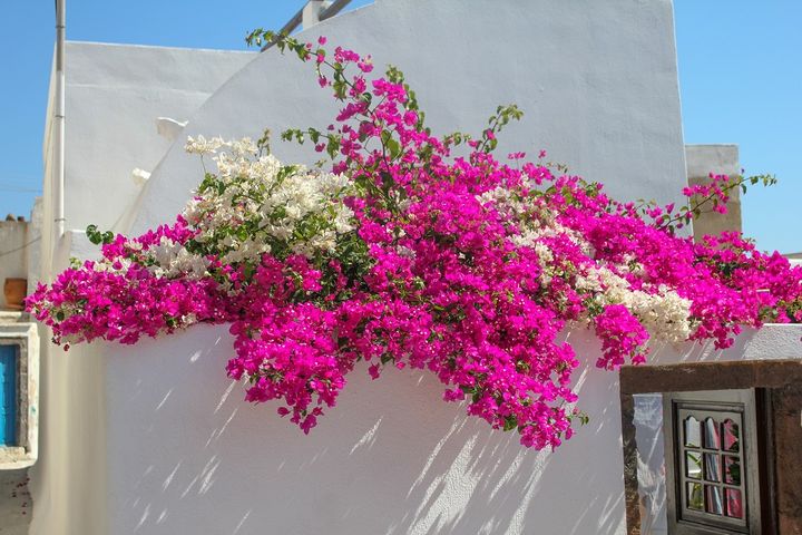 ブーゲンビリア