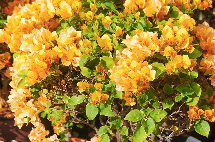 ブーゲンビリア‘カリフォルニアオレンジ’