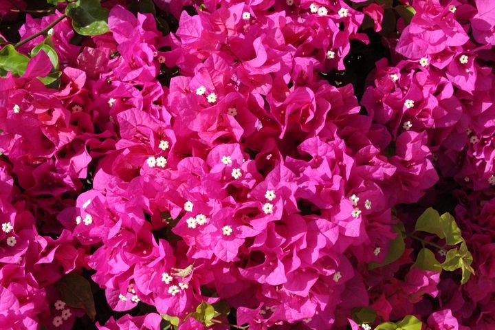 ブーゲンビリア