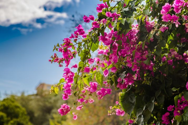 ブーゲンビリア