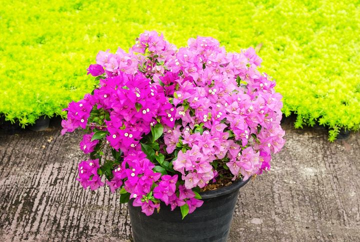 ブーゲンビリア