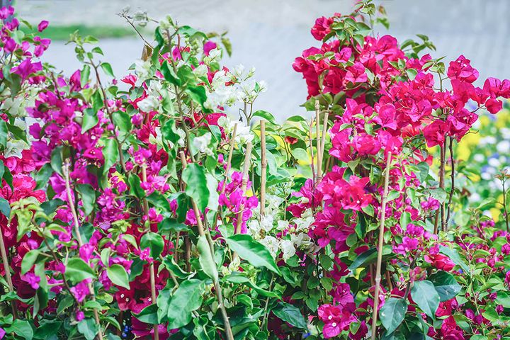 ブーゲンビリア