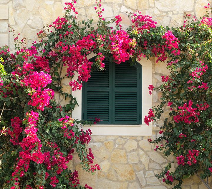 ブーゲンビリア