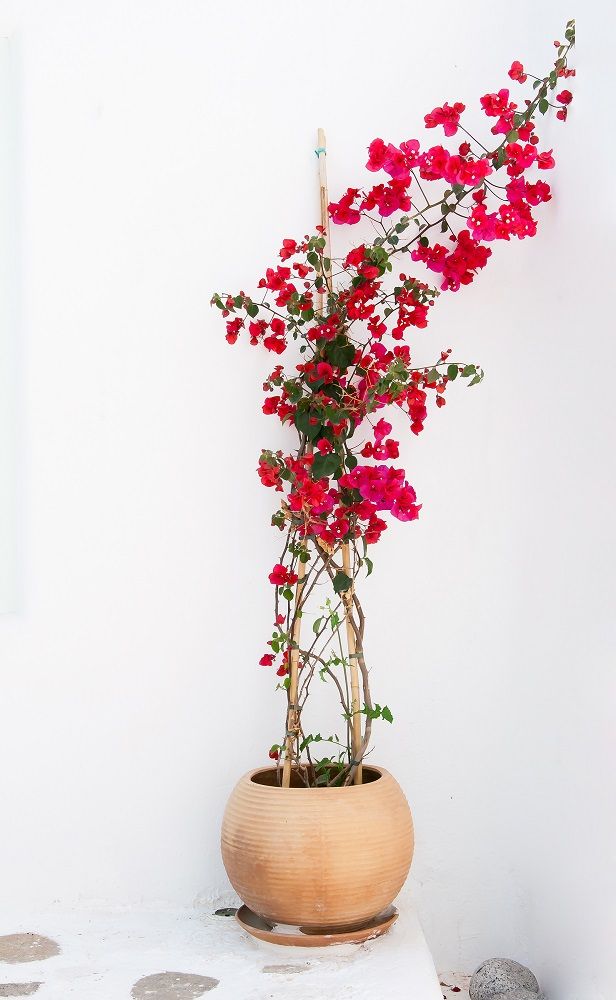 ブーゲンビリア