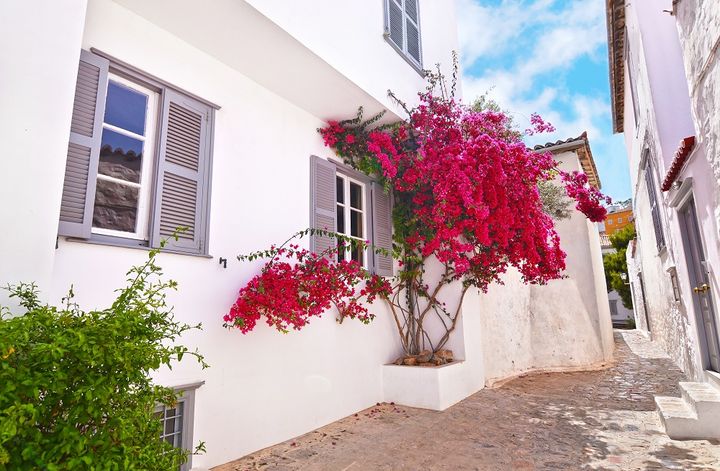 ブーゲンビリア