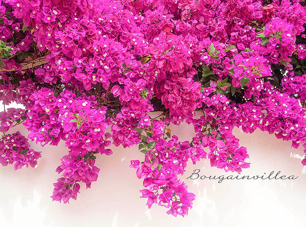 完全版】ブーゲンビリアの育て方｜特徴・冬越し・仕立て方まで解説