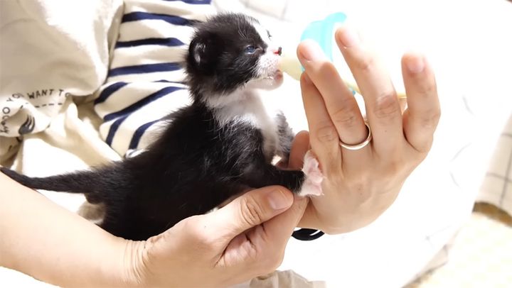 ミルクでお腹を満たす子猫