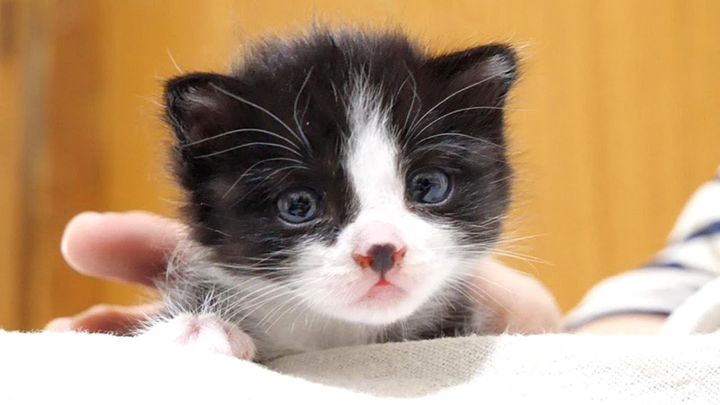 膝の上で甘える子猫