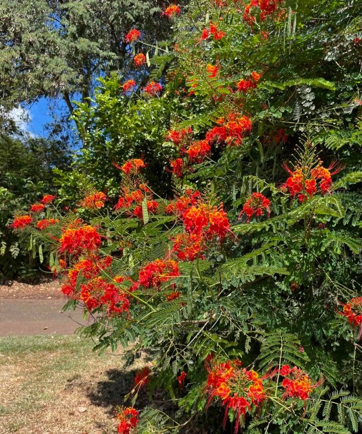 ハワイの鮮やかな色のお花