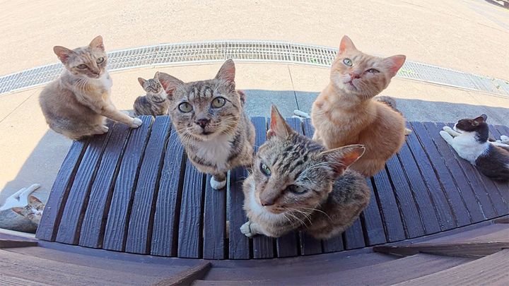 休憩所を覗く猫達