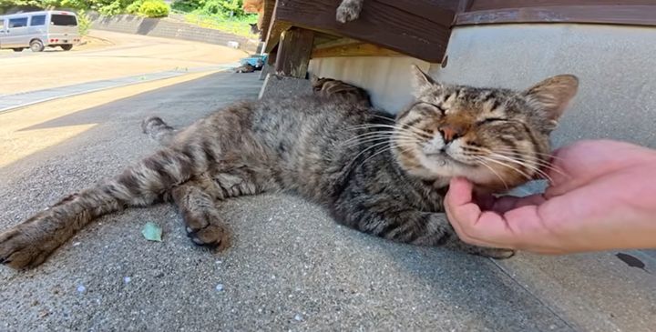 ナデナデ好きの猫