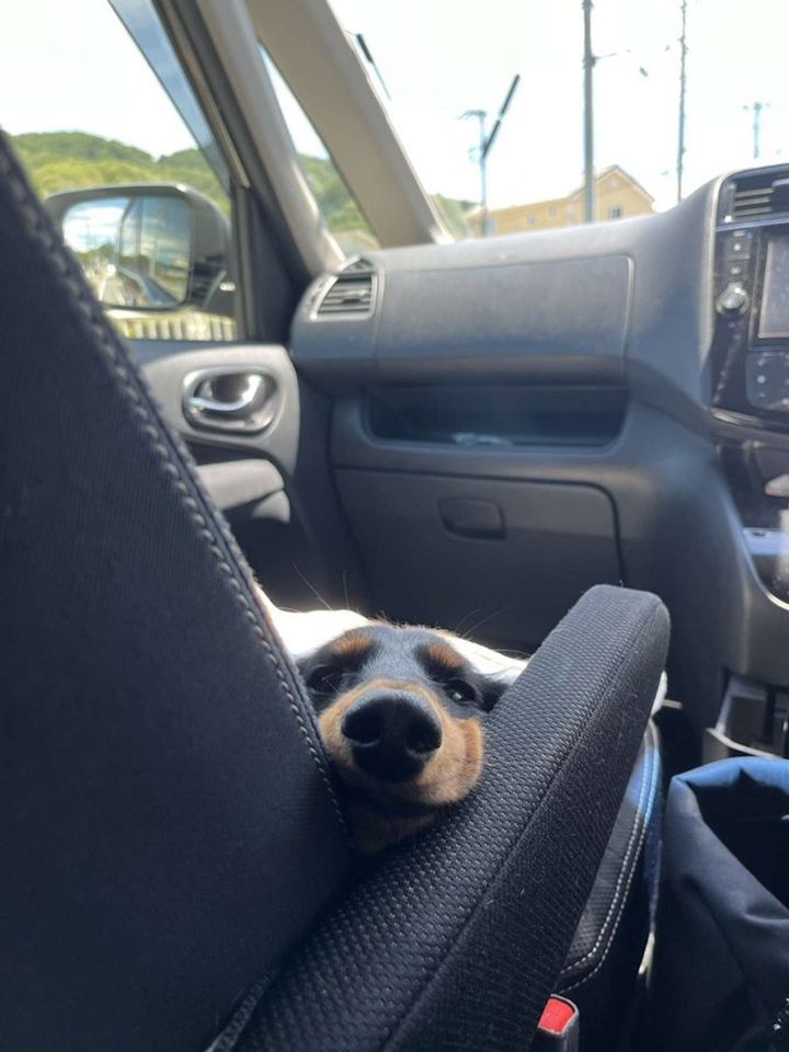 画像提供：チャコの飼い主（＠waninununu）さん、再掲