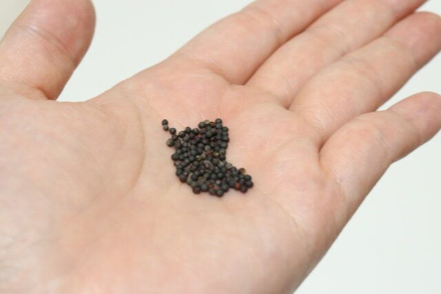 ダイソーのブロッコリースプラウトの種