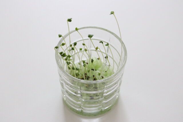 ダイソーのブロッコリースプラウトを栽培