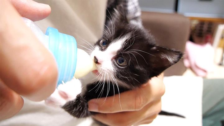 ミルクを飲む子猫