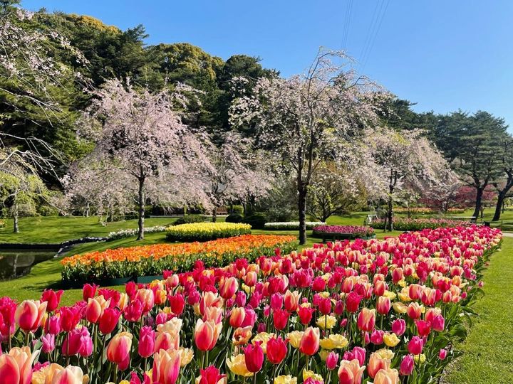 3月下旬～4月中旬に見頃を迎える「世界一美しい 桜とチューリップの庭園」