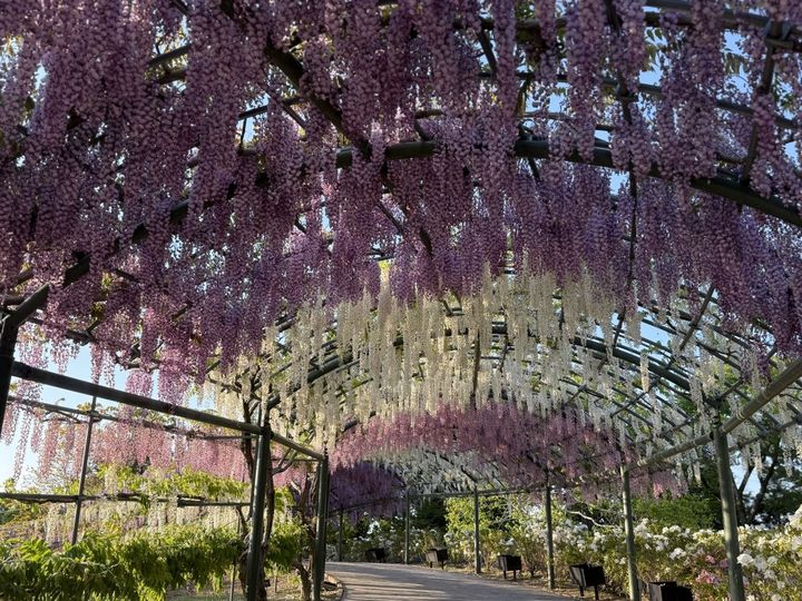 濃淡の紫色と白色が織りなすフジのトンネル