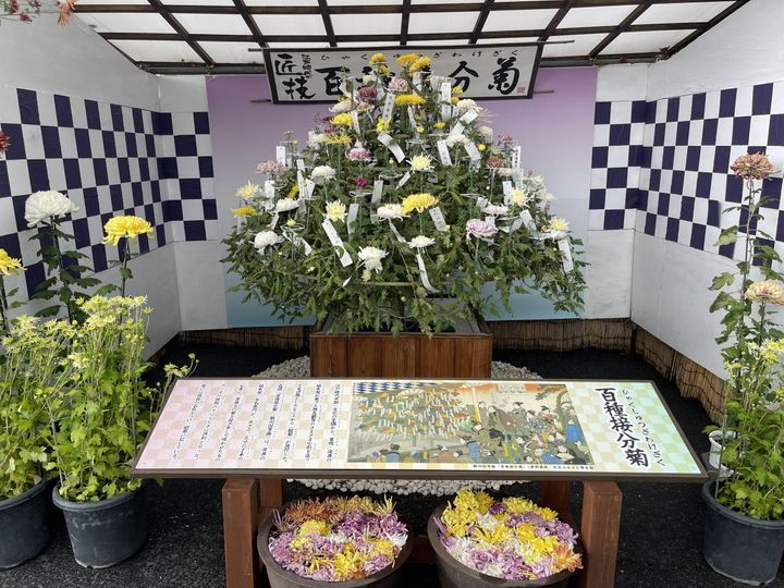 菊は11月がシーズン