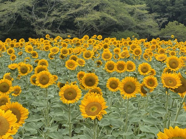 画家ビンセントゴッホの「ひまわり」に由来を持つビンセントシリーズの1種