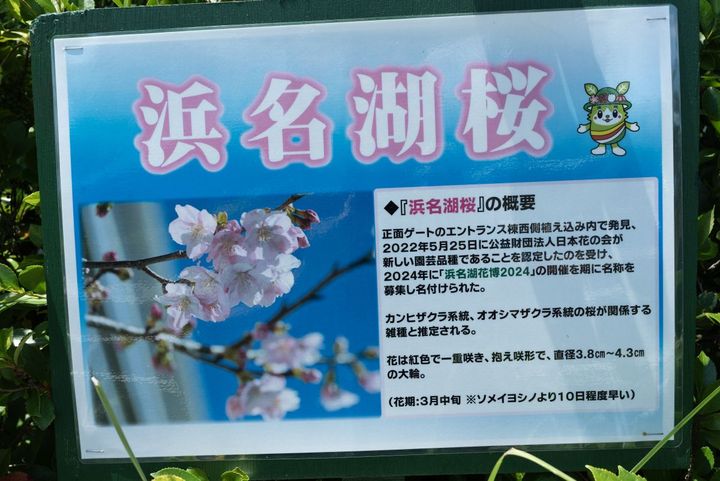 2月下旬の早咲きの桜から4月上旬までいろいろな品種がリレーされます