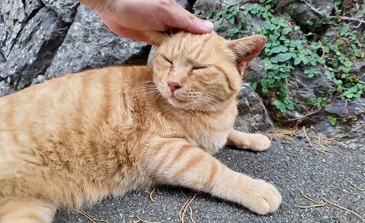 ナデナデされる猫