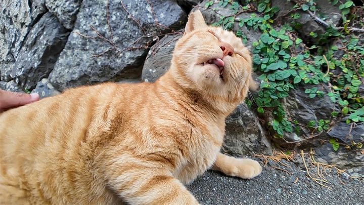 背中を撫でられるとペロペロしちゃう猫