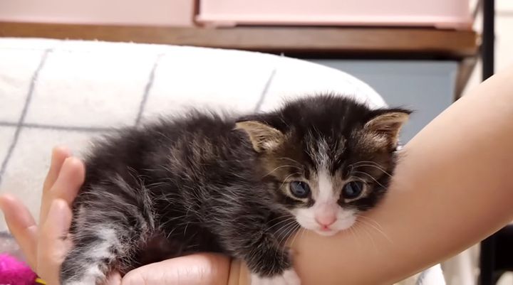 手に抱きつく子猫