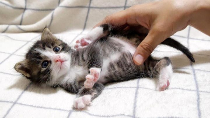 お腹をマッサージされる子猫