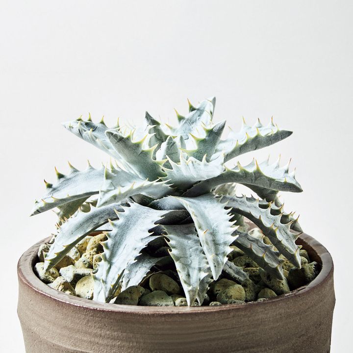 エンコリリウム アガヴォイデス